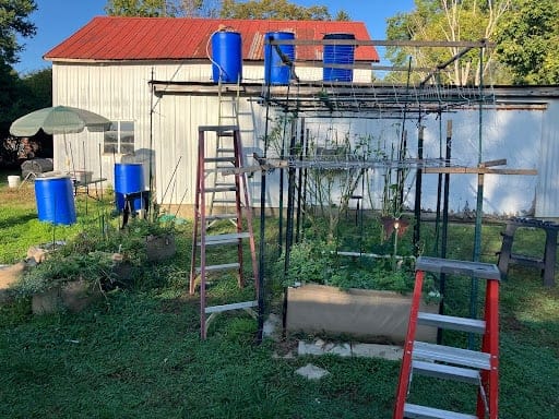 how to water cannabis using rain water