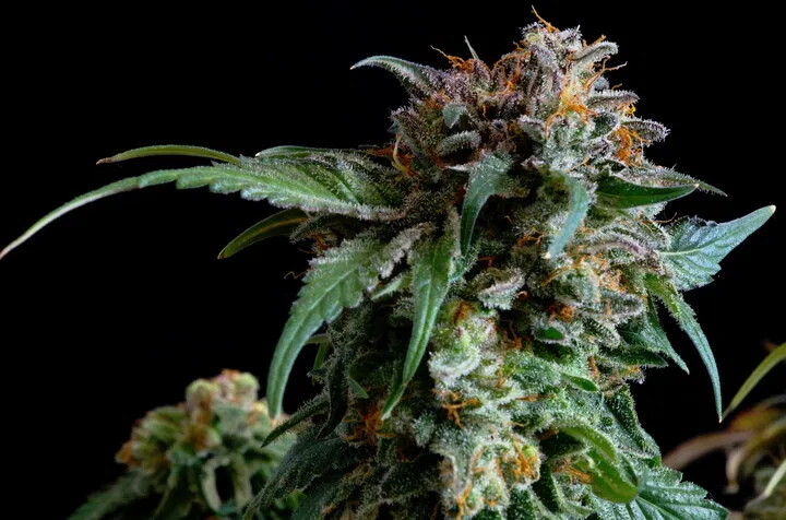 brown pistils indicate ripe cannabis