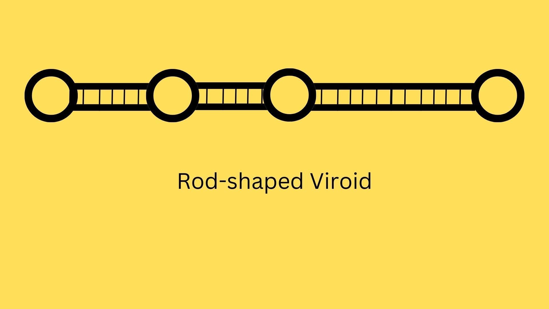what a rod-shaped viroid looks like