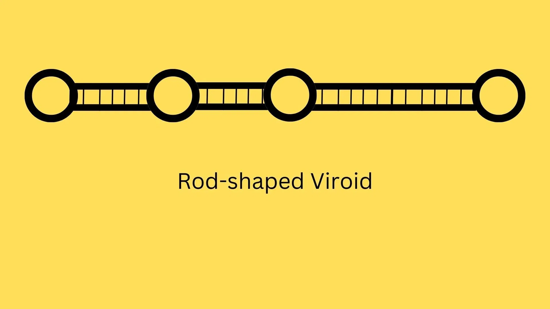 what a rod-shaped viroid looks like