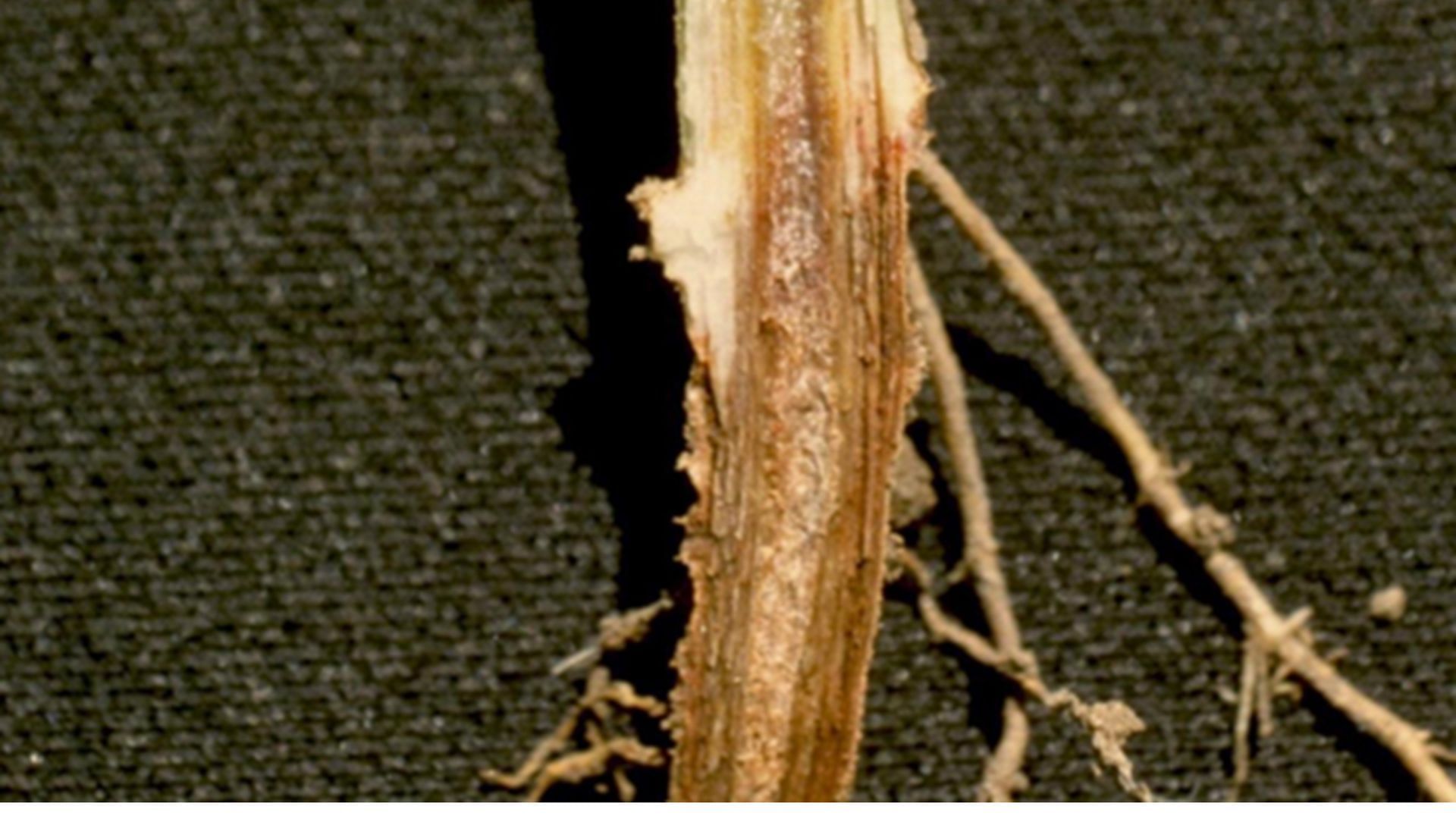 Root rot spreadsquickly and causes wilting
