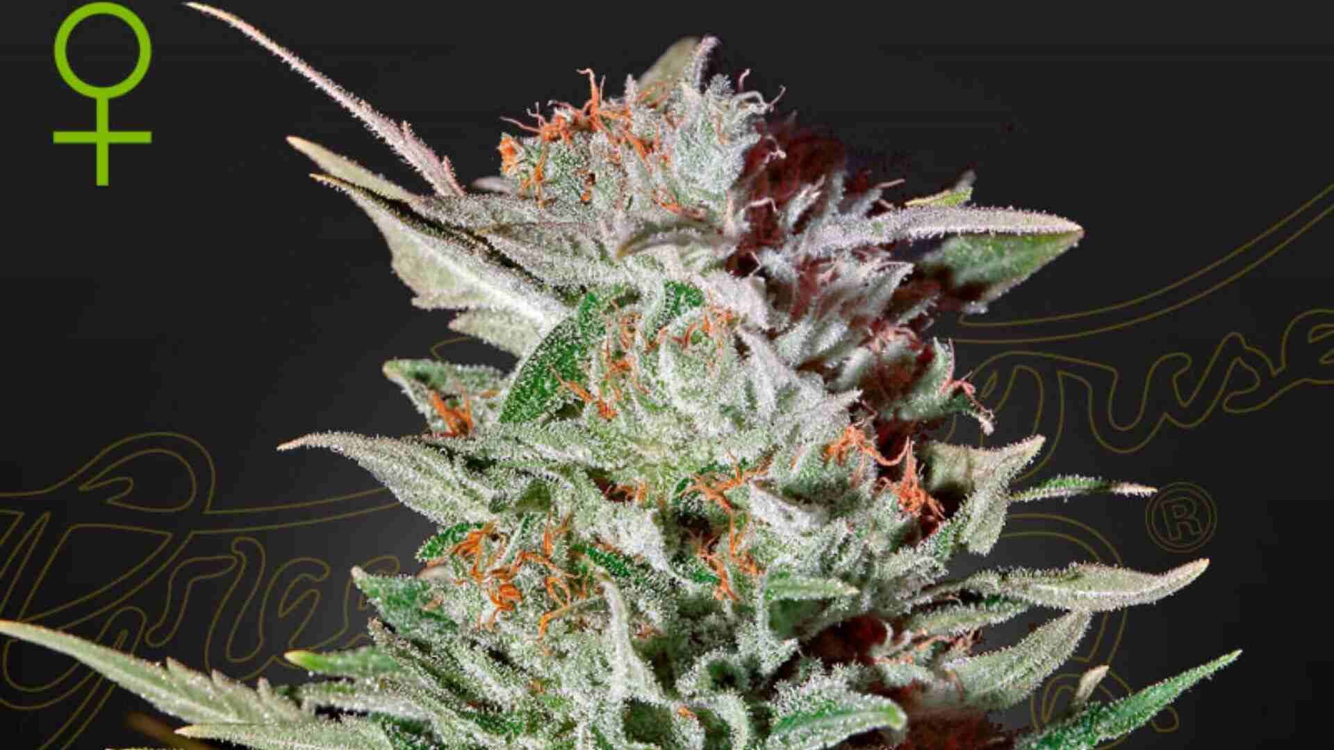 Green House Seed Co Super Lemon Haze Auto