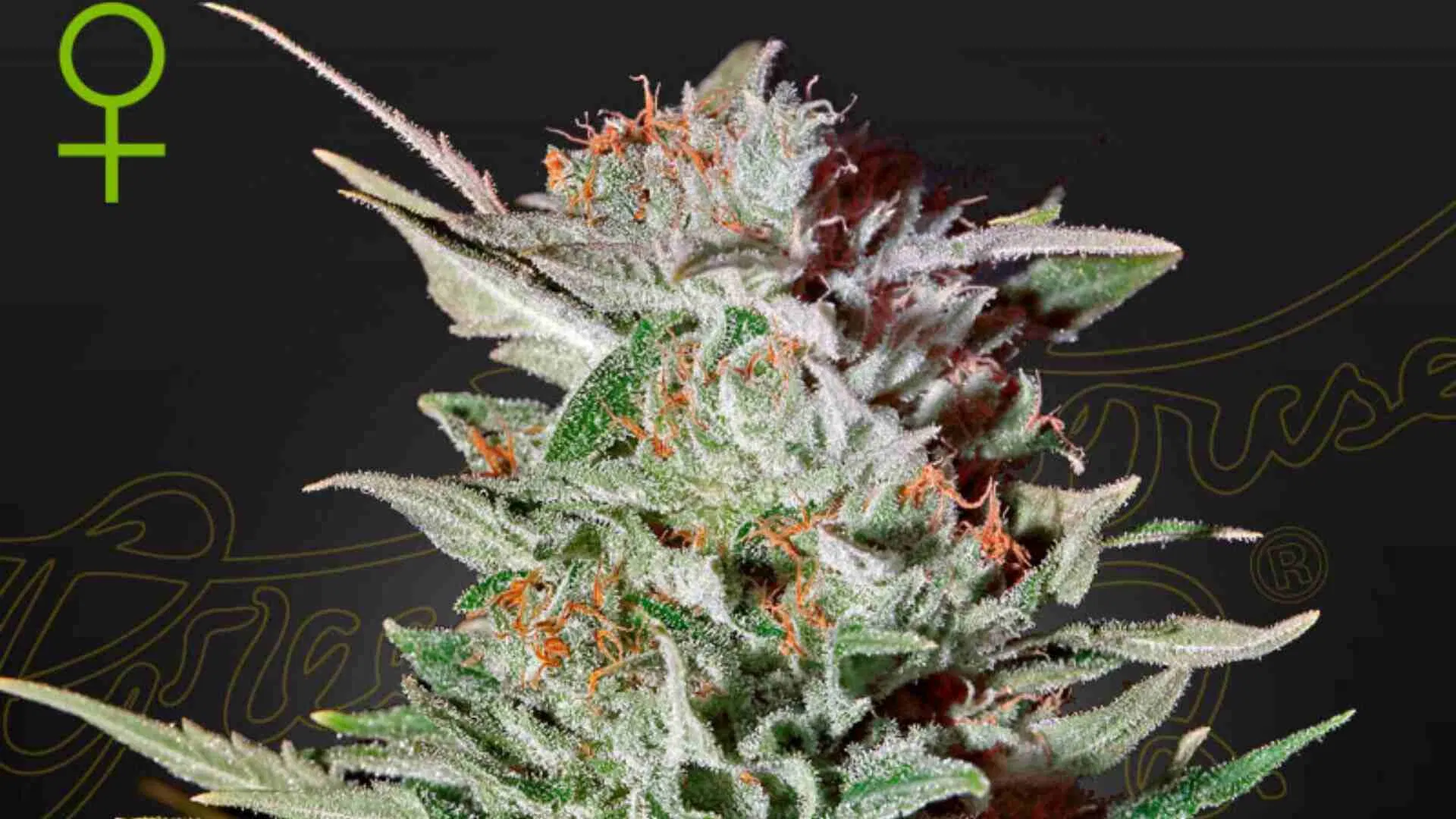 Green House Seed Co Super Lemon Haze Auto