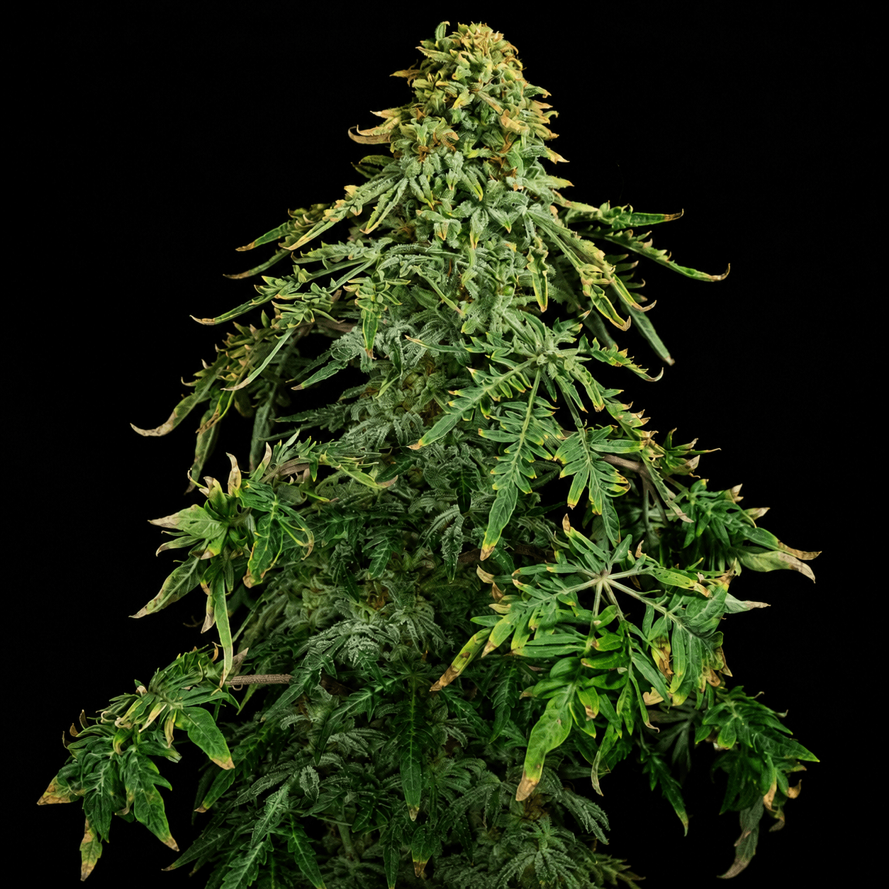 Freaky Ryder Auto mature plant