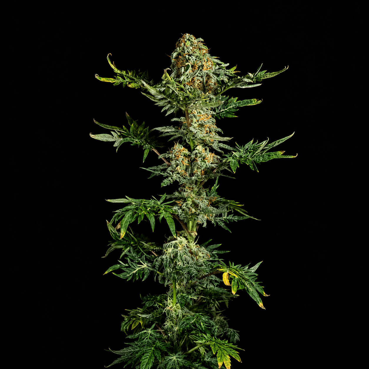 Freaky Ryder Auto full plant studio shot