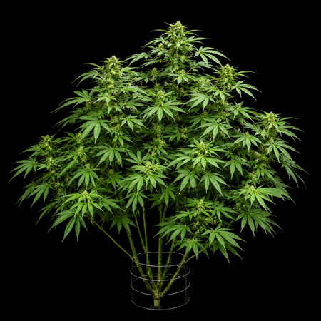 Northern Lights 99 Full Plant