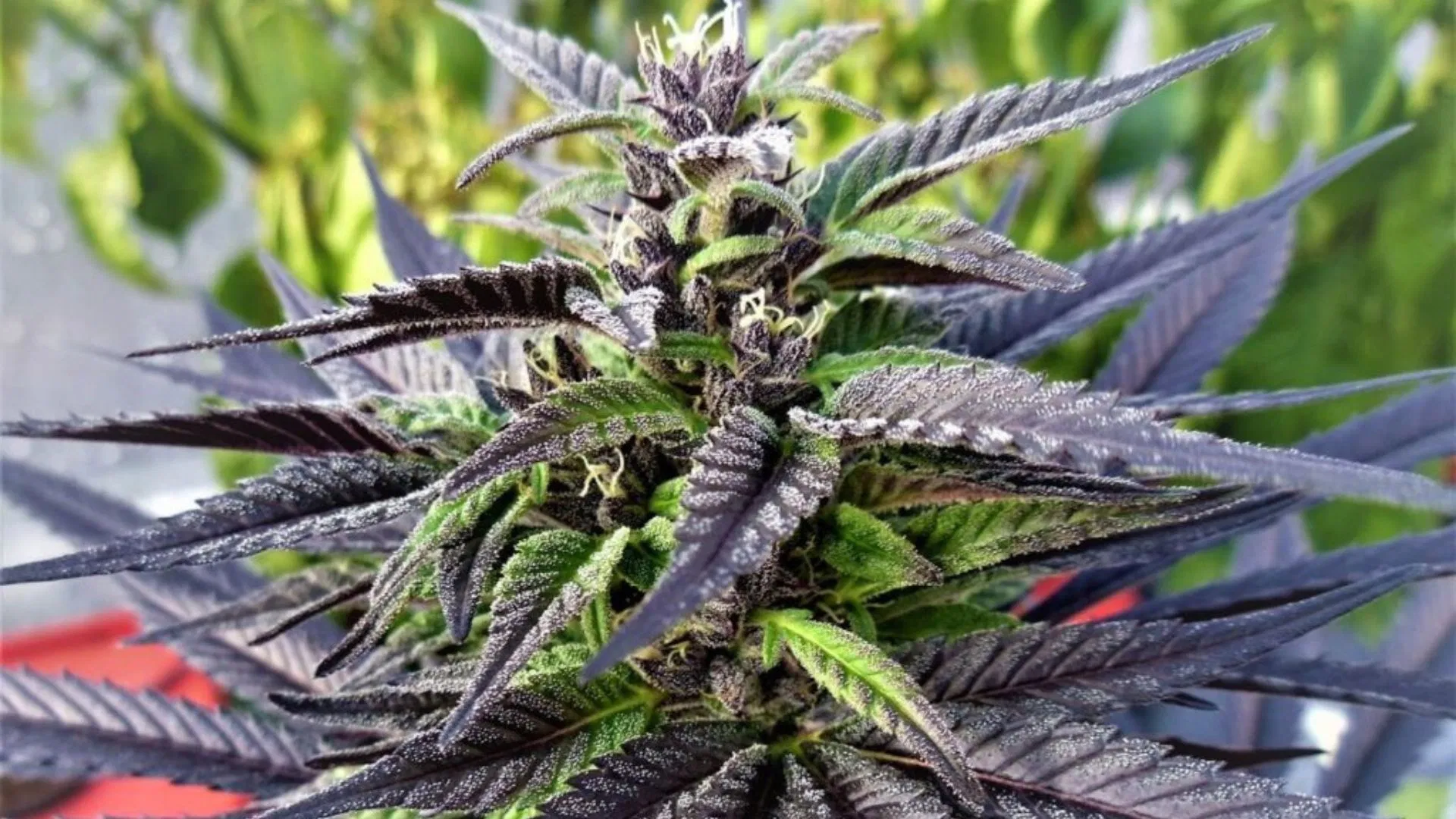 Seedsman Purple Ghost Candy best cannabis seeds