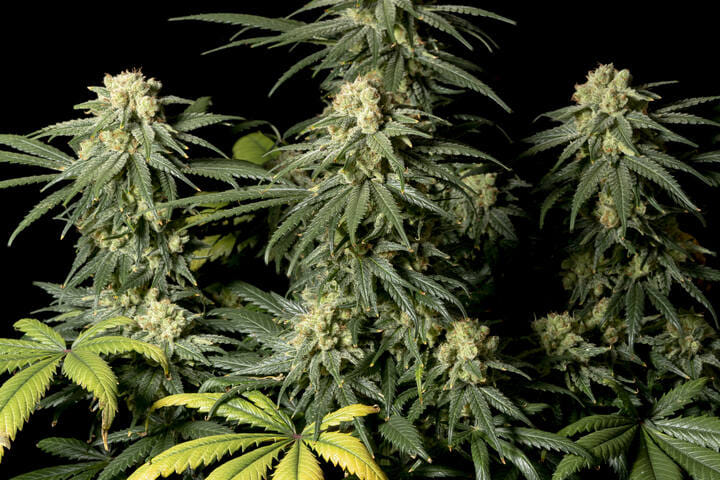 Seedsman Amnesia FAST