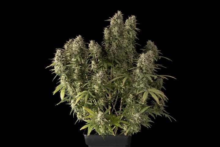 Autos are the fastest growing cannabis plants