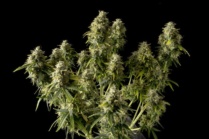 top 5 indica strains gelat.og auto