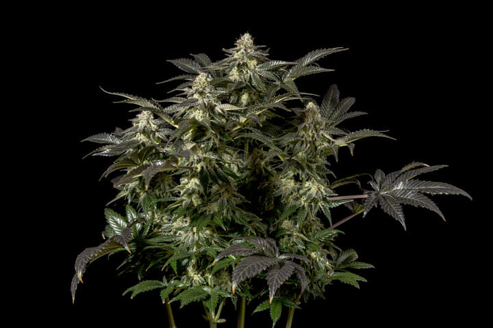Seedsman Jack Herer FAST