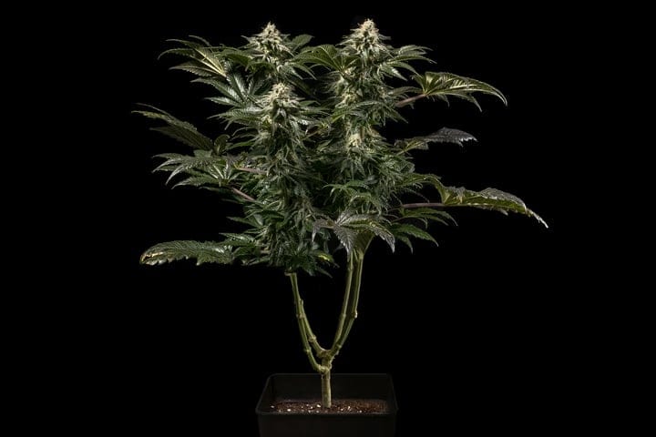 Early/Fast strains are quicker than photoperiods