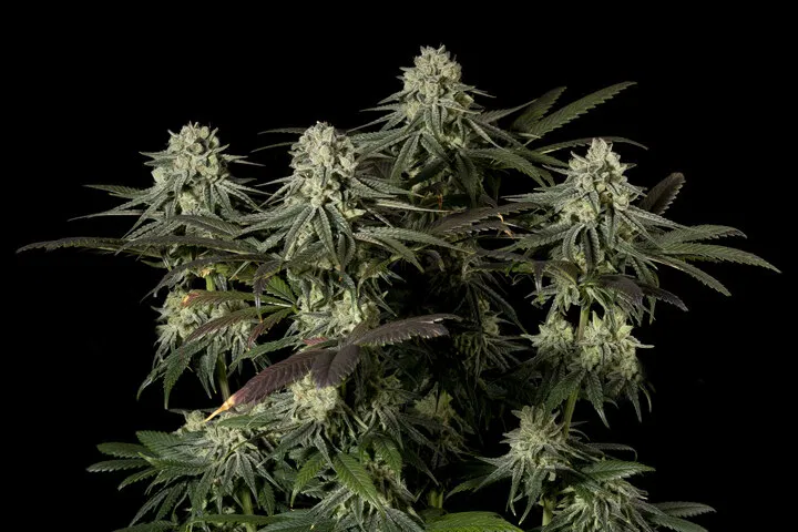 Seedsman White Widow Fast