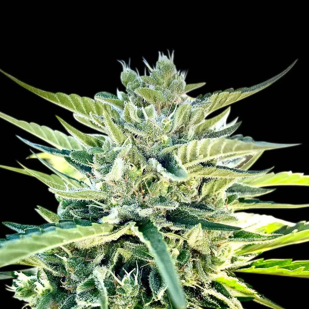 Sour Diesel Auto