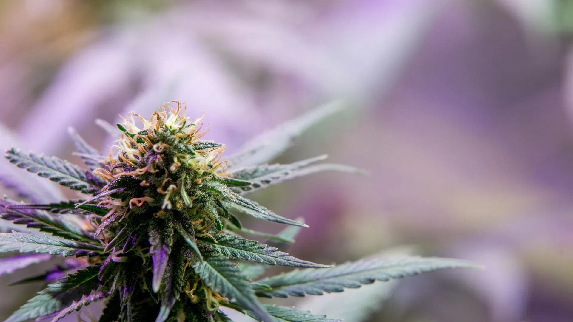 Grow Super Silver Haze indoors or in warm outdoor climates