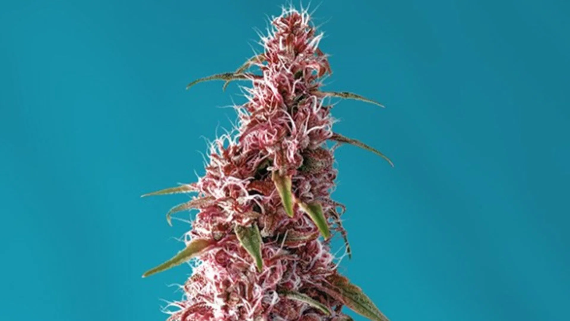 bets low-thc strains SS Red Pure Auto
