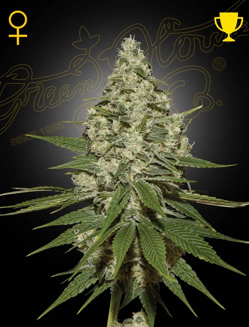 Легендарният „Super Lemon Haze“ от Green House Seed Company