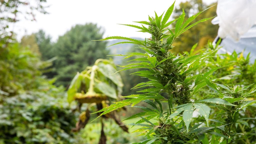 Outdoor Cannabis Garden