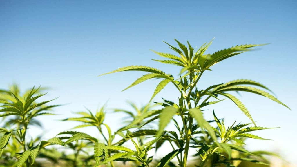 Outdoor Cannabis Plants