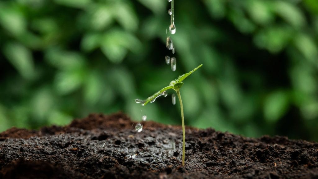 Water droplets on young plant