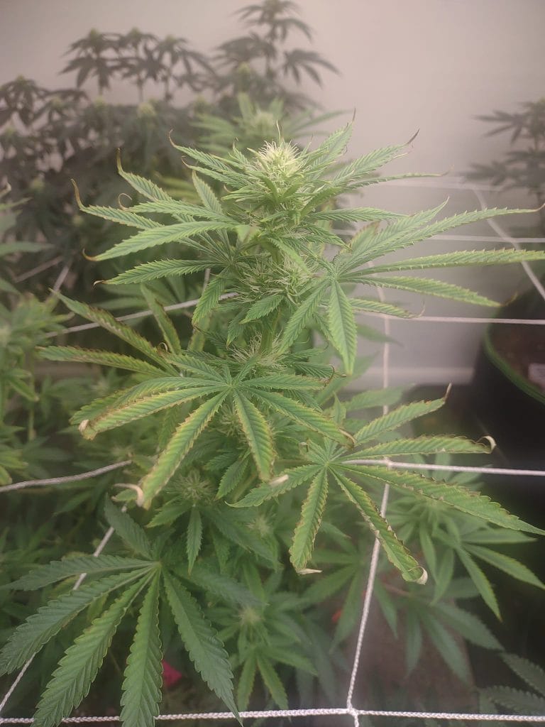 Damaged leaves on cannabis plants