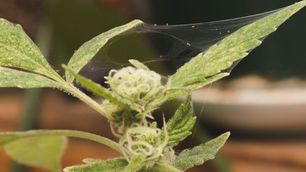 Signs of spider mites on cannabis plant
