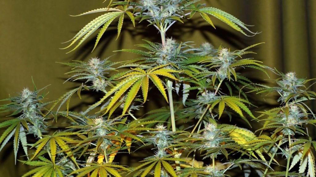 Heat Stressed Cannabis Plant