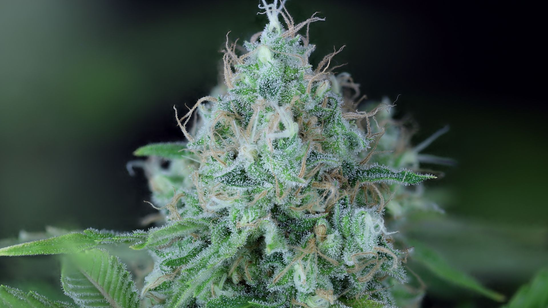 best cannabis strains for superbowl