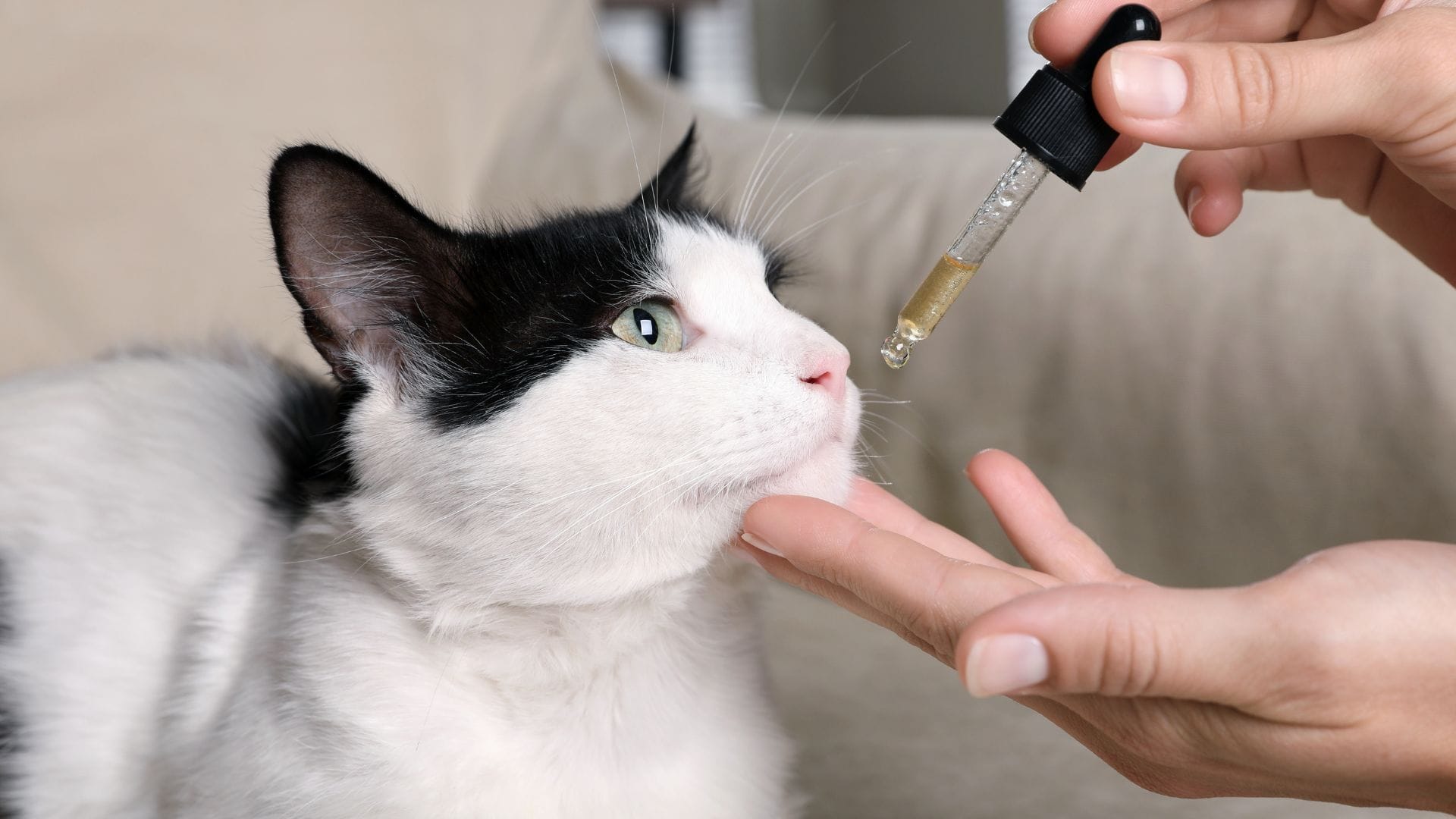 can cats CBD