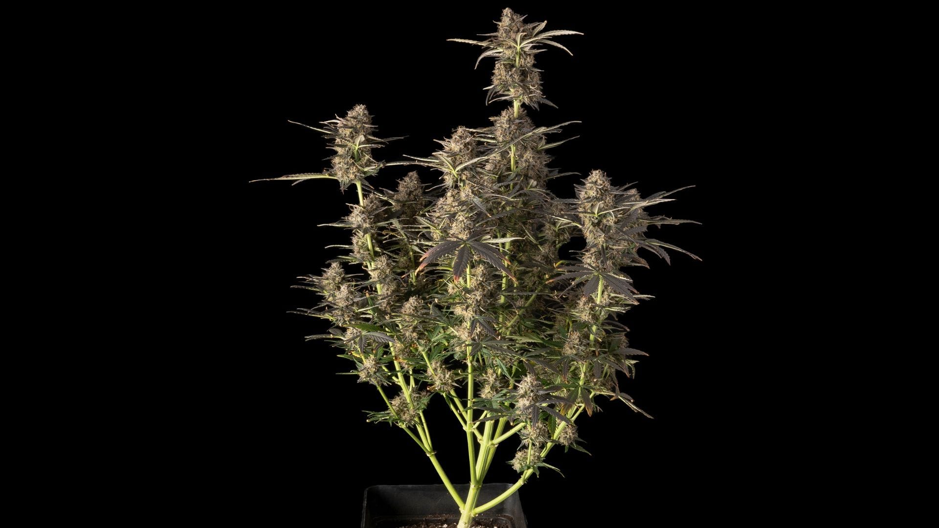 grow cannabis small space