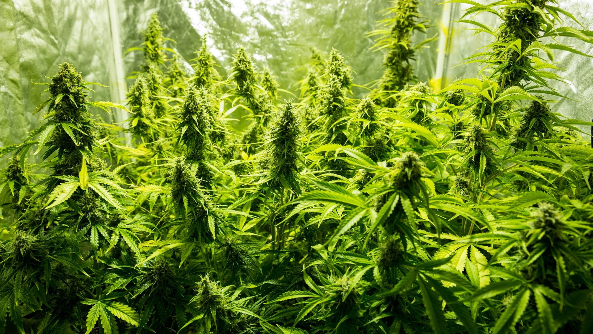 grow cannabis small space