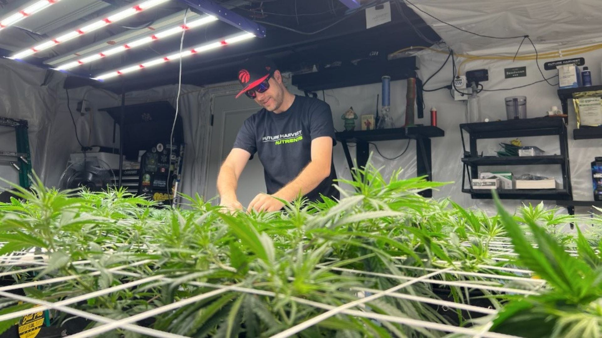 grow cannabis small space