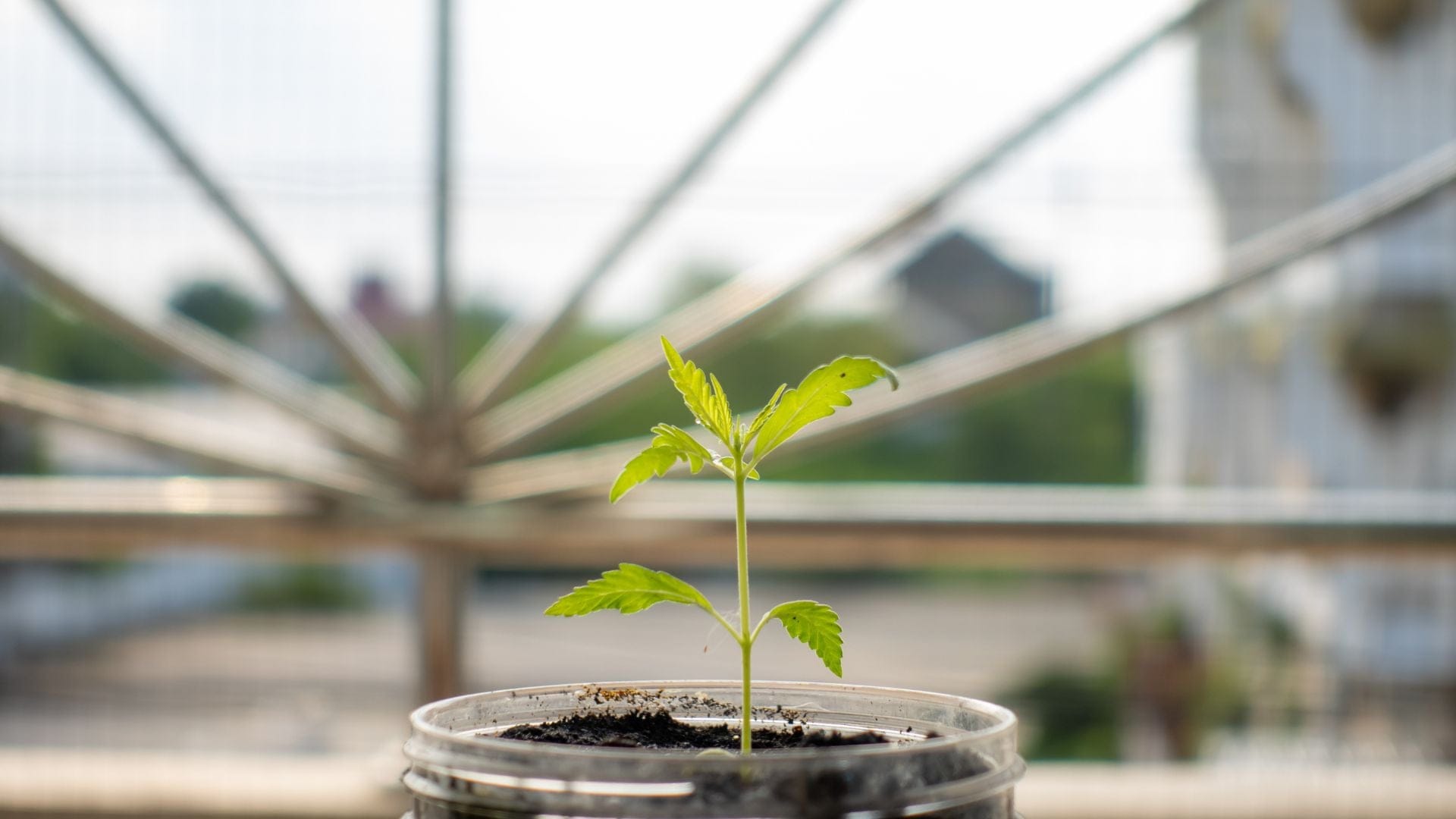 grow cannabis on a balcony