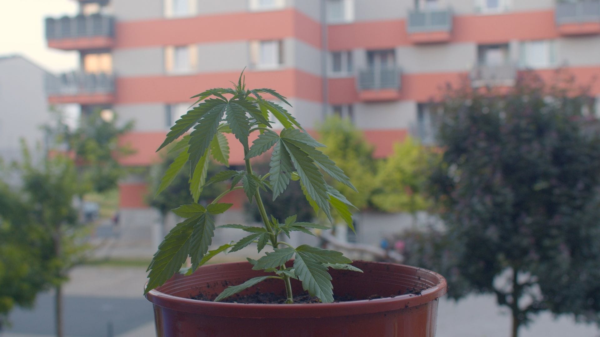 how to grow cannabis on a balcony