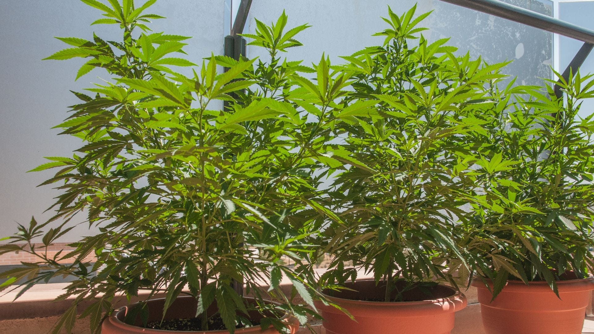grow cannabis on an autoflower