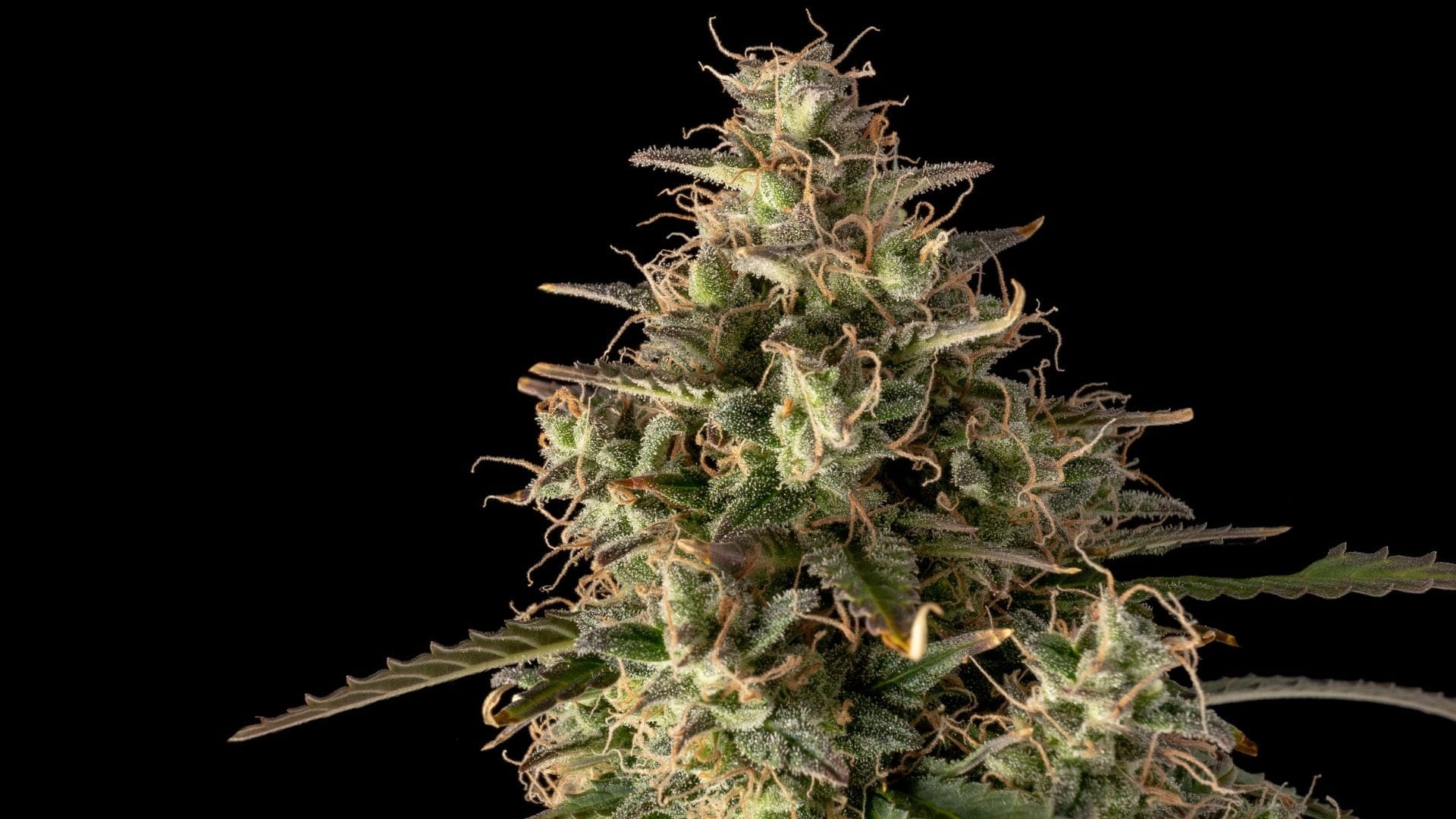 grow cannabis on a balcony