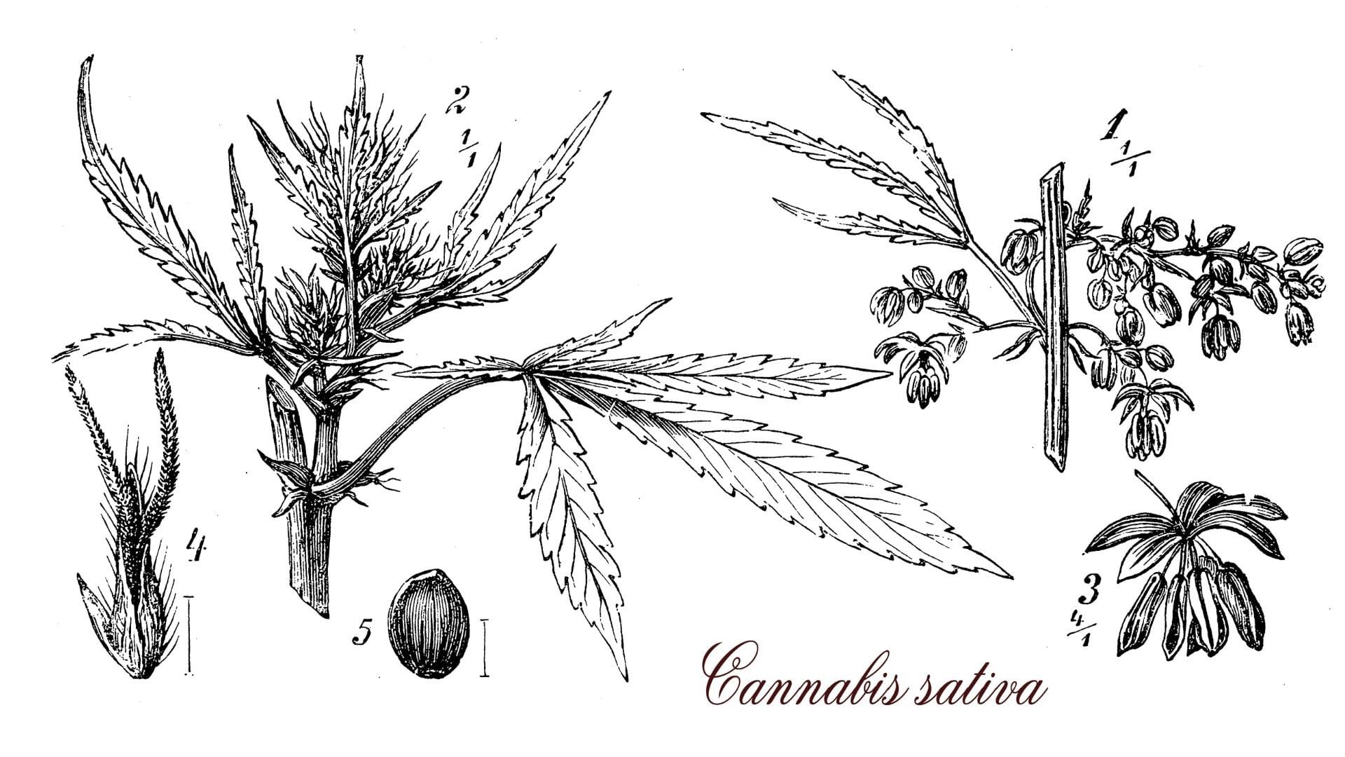 cannabis seeds guide