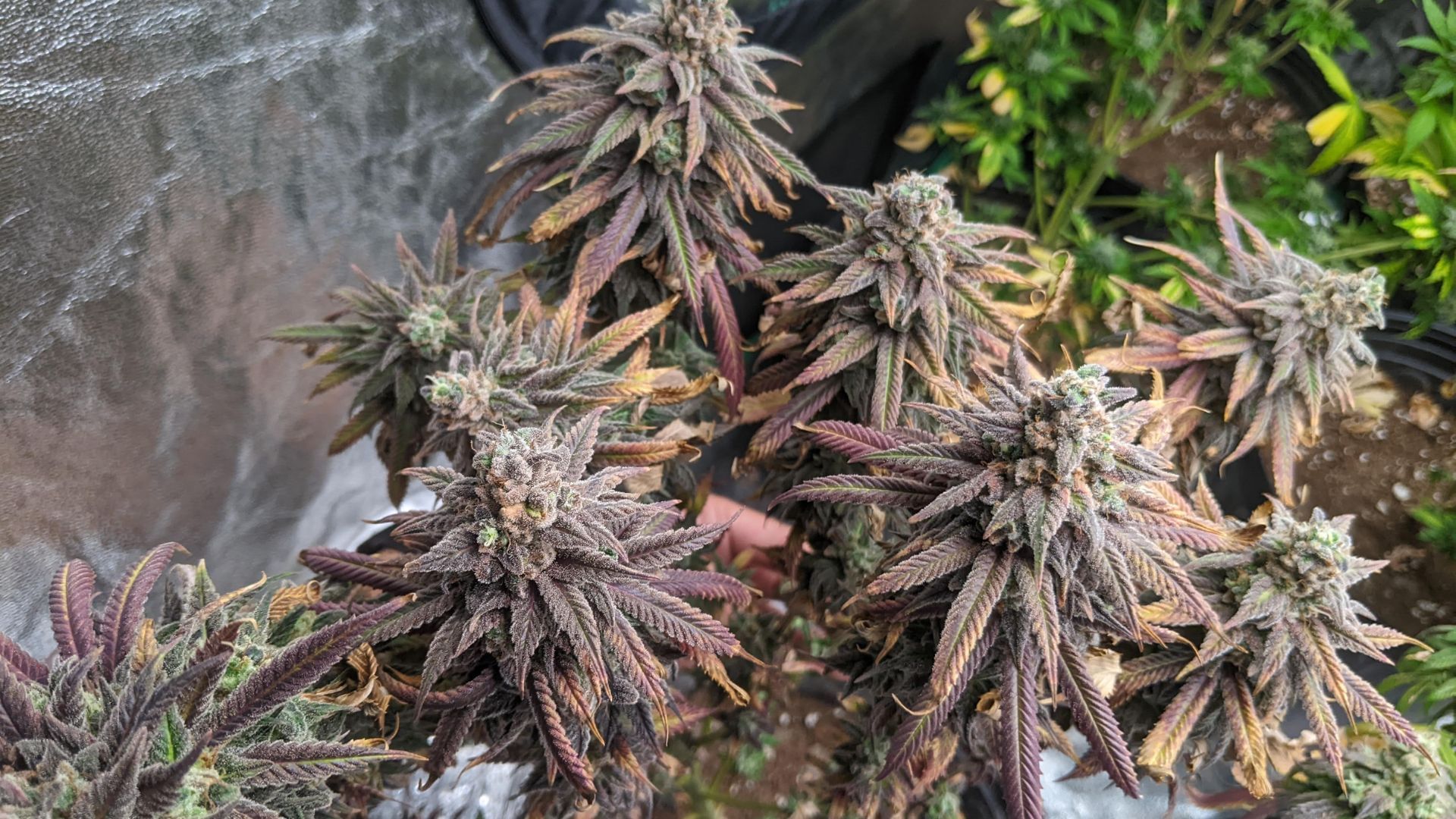 cannabis seeds explained