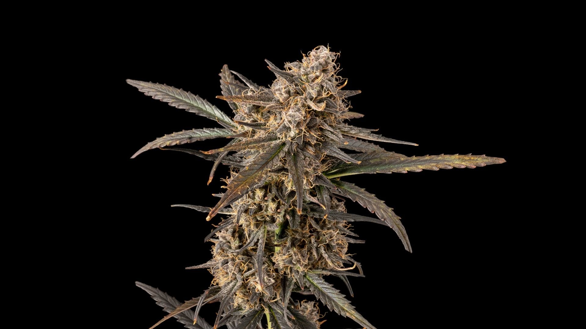 Indica vs Sativa vs Hybrid Strains