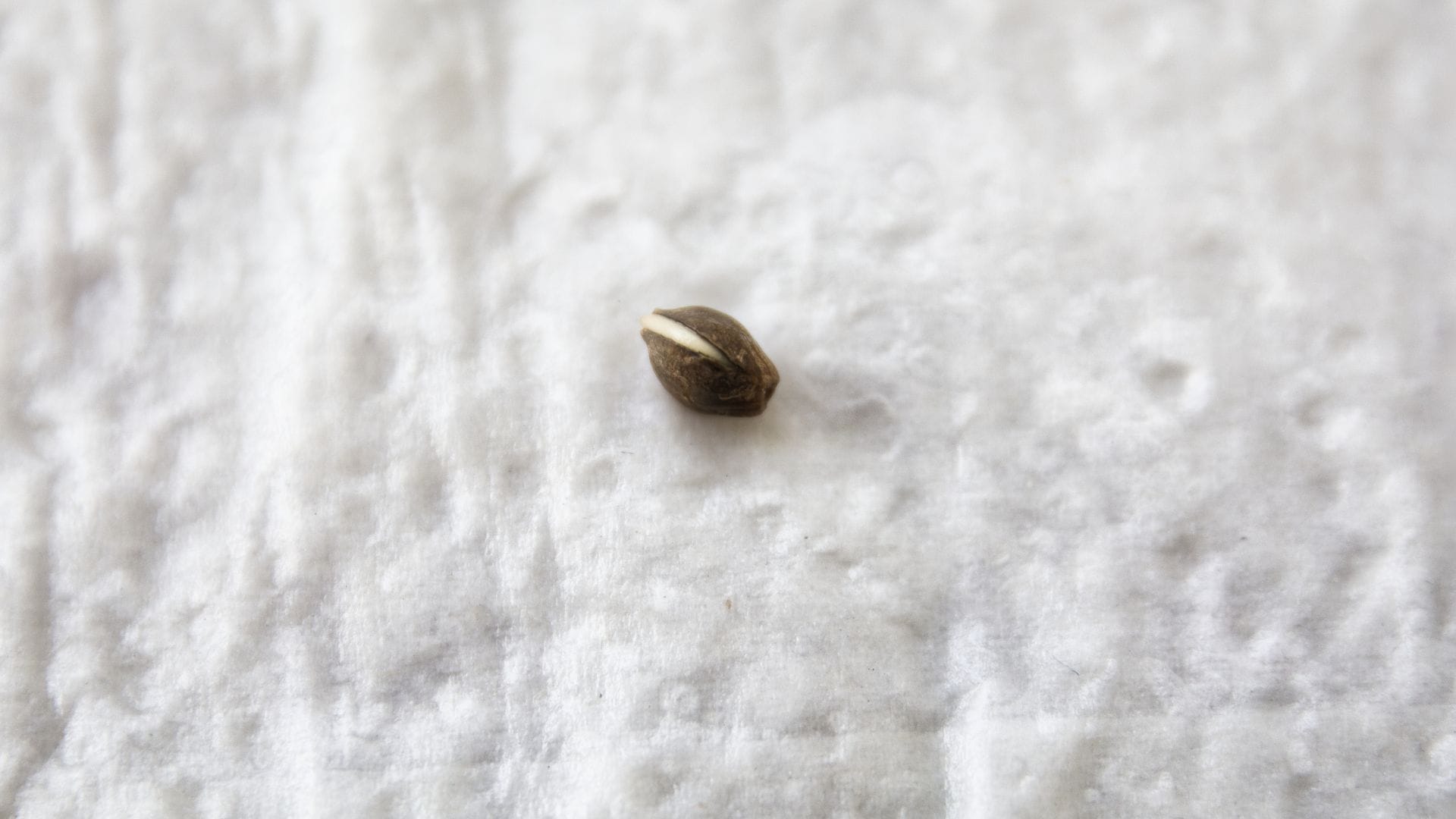 HOW TO GERMINATE CANNABIS SEEDS