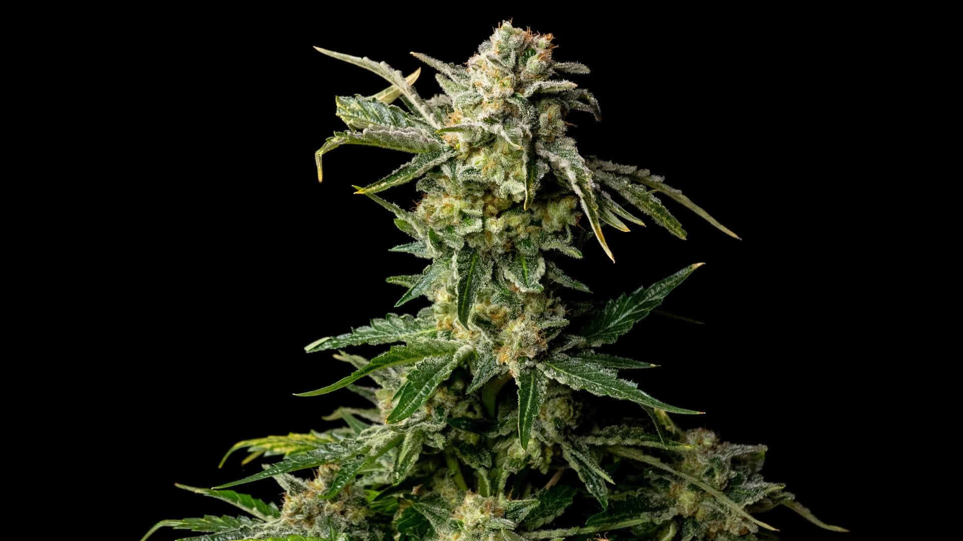 HOW TO GROW CANNABIS