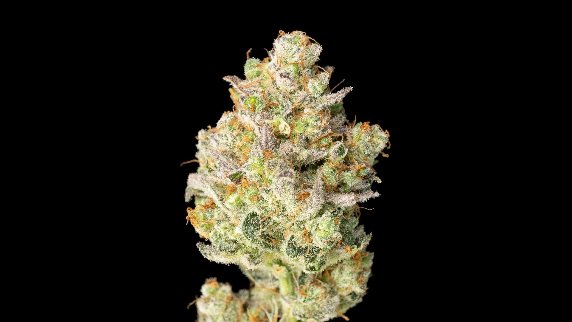 OK KUSH CANNABIS SEEDS