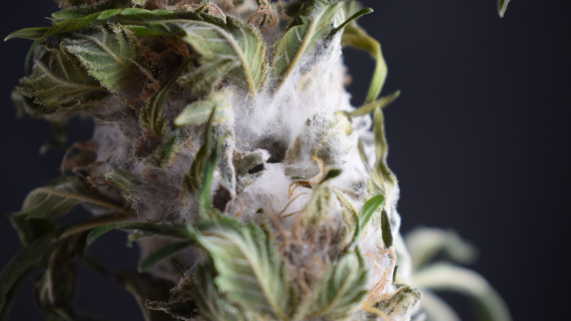 Mouldy cannabis bud
