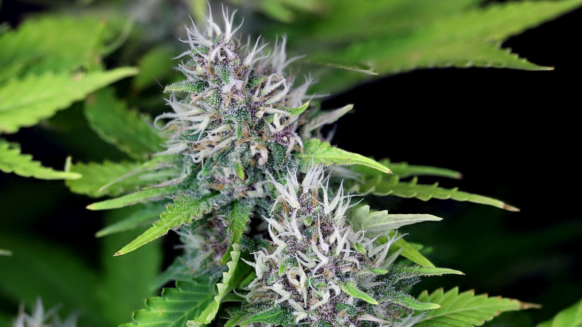Seedsman's Alaskan Purple