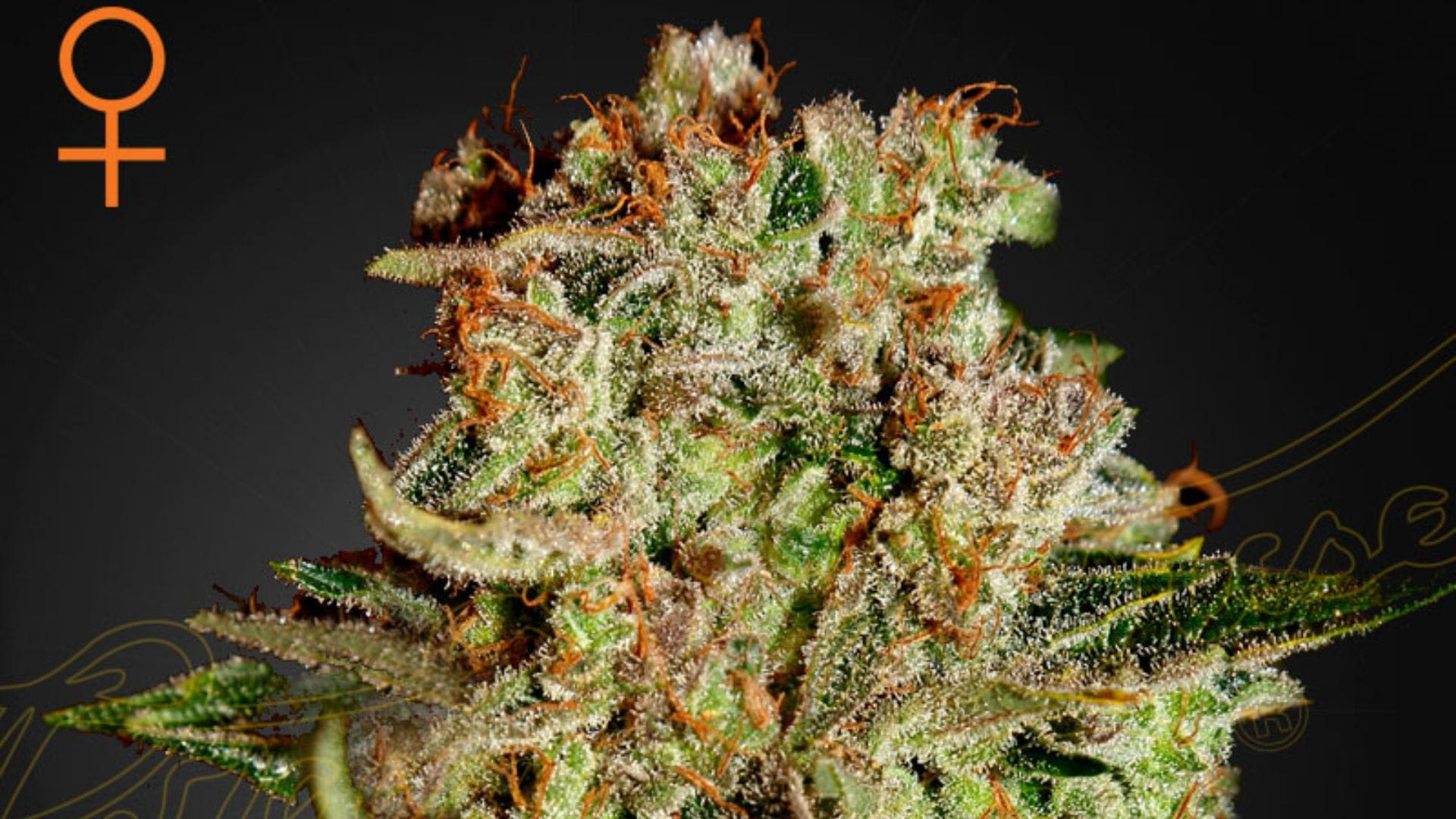 Greenhouse Seed Company's Super Bud