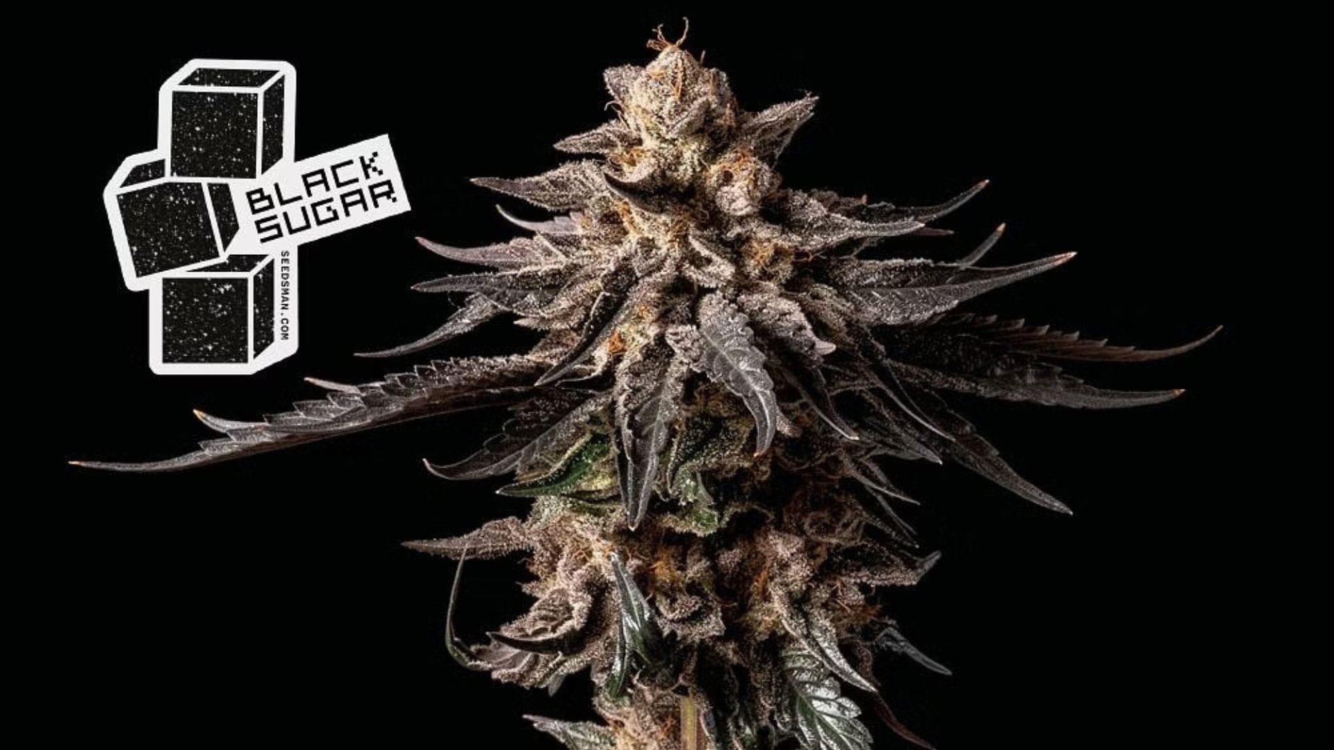 Seedsman's Black Sugar