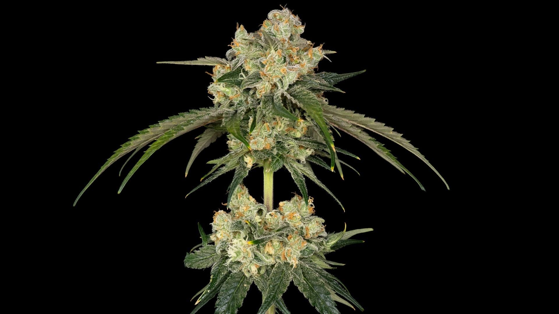 Seedsman's Bubba Cheesecake
