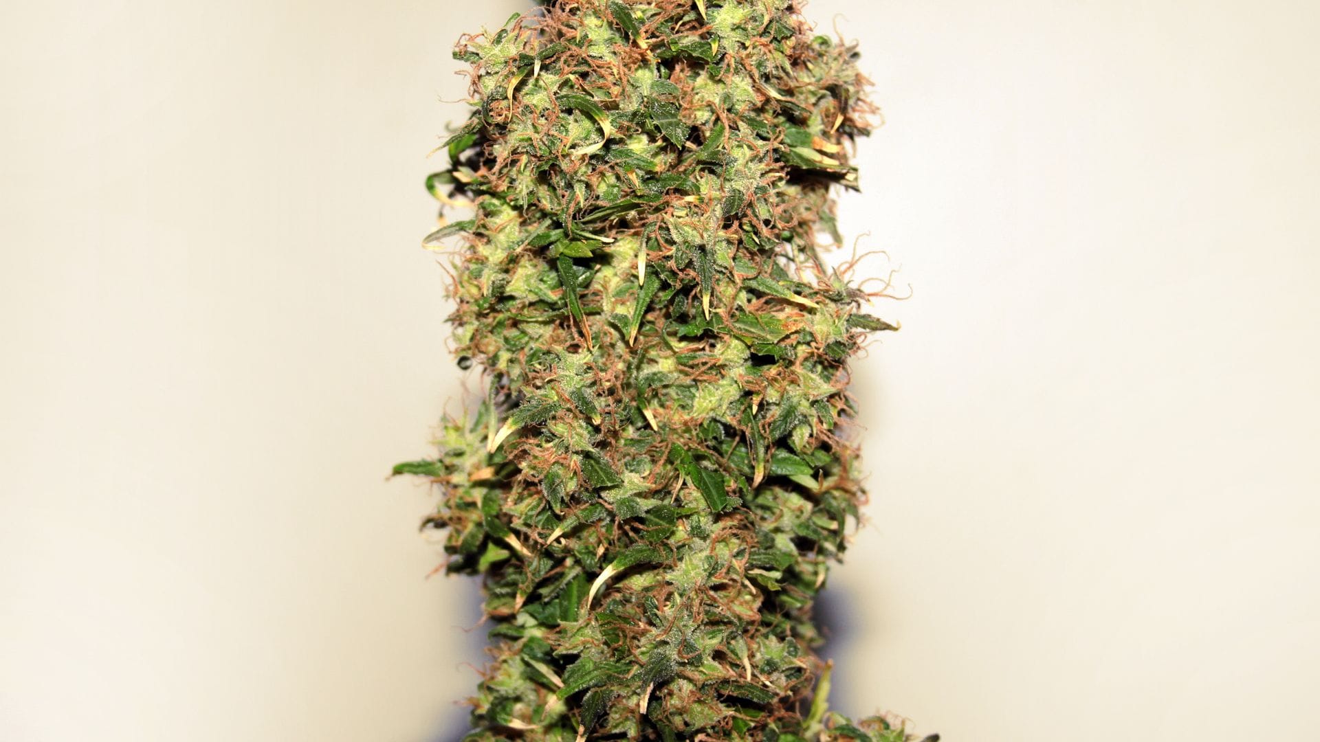 Seedsman's Original Afghani #1