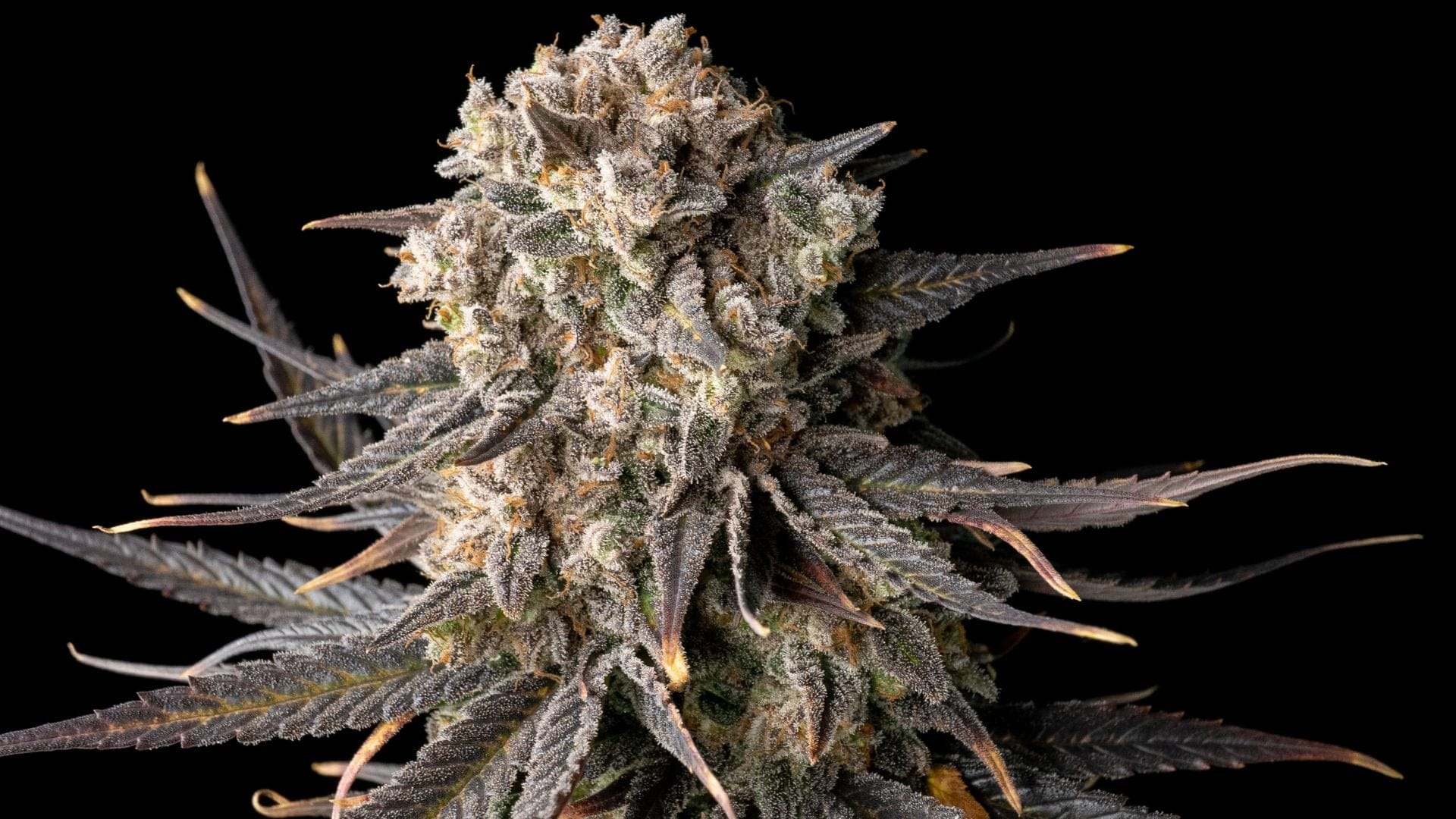Seedsman's Cali Critical Mass