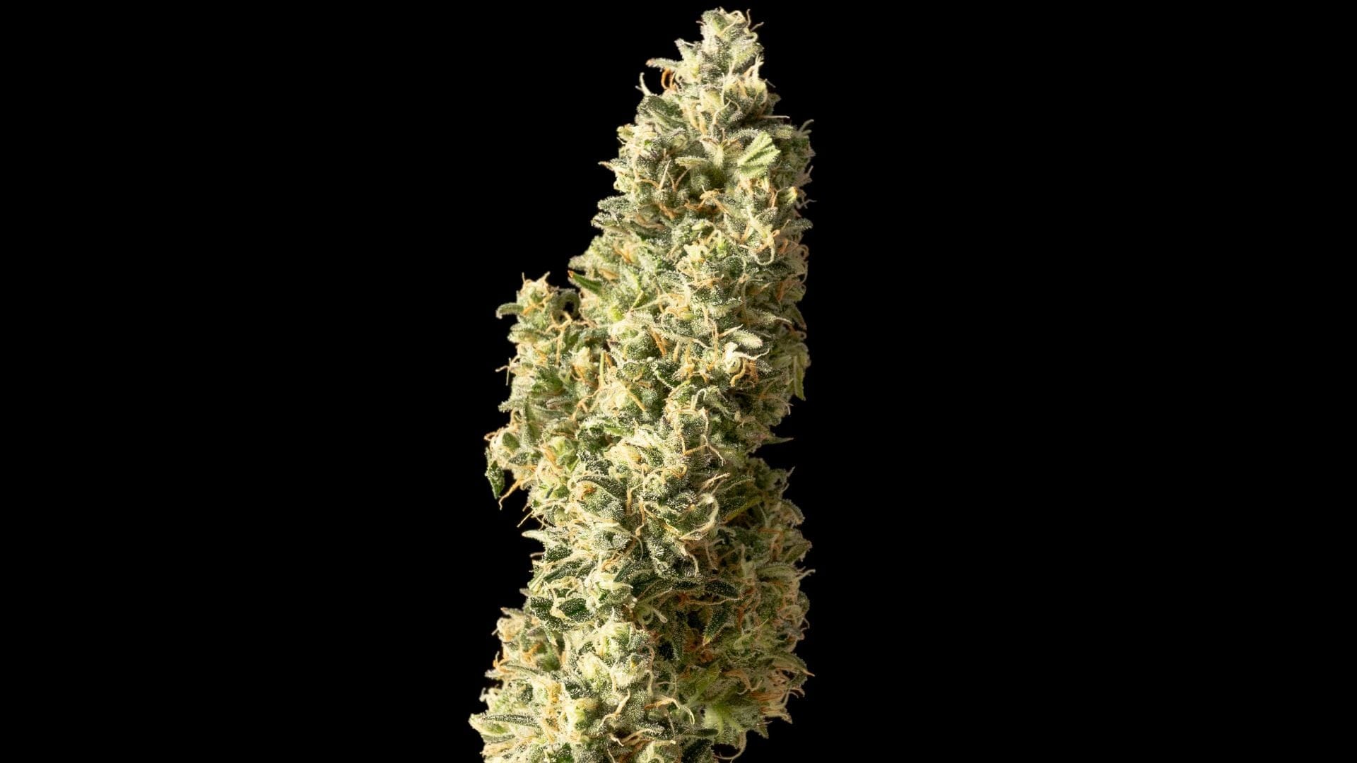 Seedsman's Strawberry Cheesecake Auto